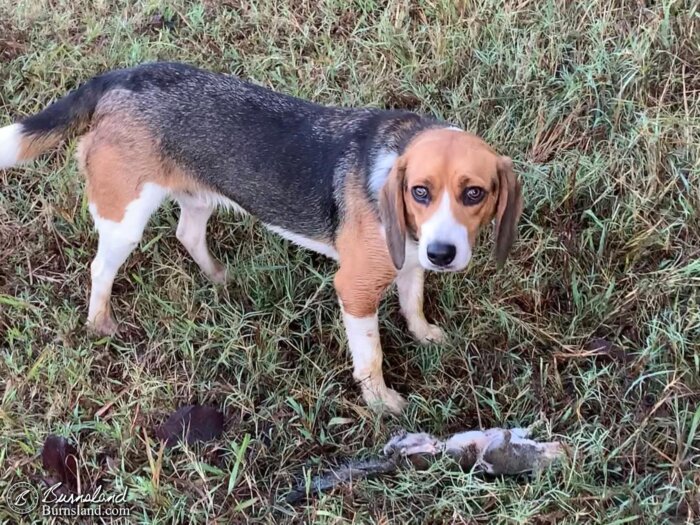 Our dog Copper, the hunter